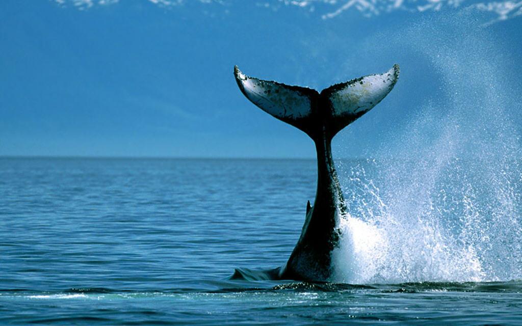 Baleia03