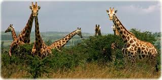 girafas1